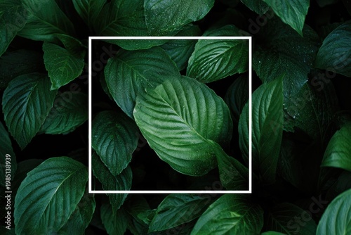 Lush green leaves, a square frame emphasizes details of a single leaf