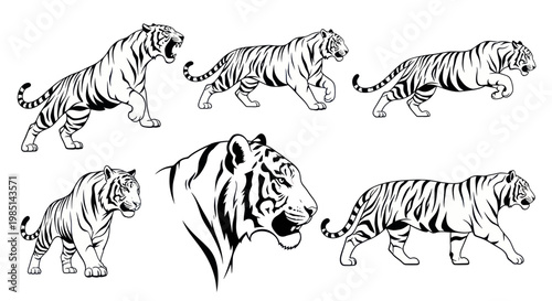 Tiger Silhouettes Collection: Roaring, Walking, Running Poses - Black and White Vector Art