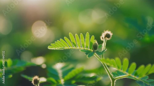 Mimosa pudica sensitive plant being touched in golden hour light