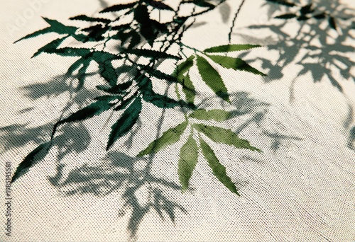 Lush green leaves casting intricate shadows on textured surface