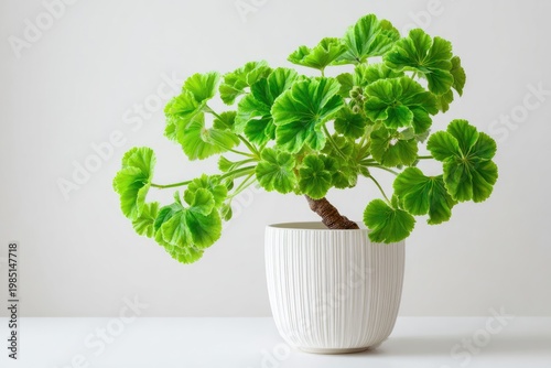 Lush, green geranium plant in white, ribbed pot against a light background