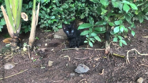 A small, adorable black kitten with bright blue eyes peeking out from behind lush green foliage in a garden setting.