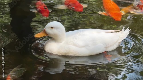white duck is swimming in a water, animal
