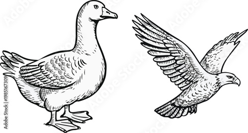 canada goose isolated on white