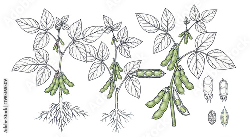 Soybean Plants with Pods and Roots, Agricultural Illustration