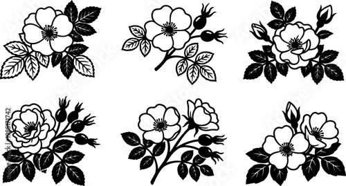 Black and white line art wild rose floral branches with leaves and rose hips