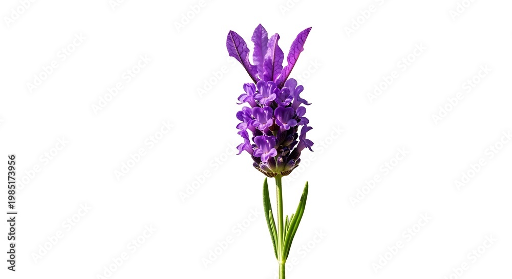 Fototapeta premium Purple lavender flower stem isolated on white background showing small blossoms and green leaf.