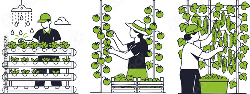 Minimalist vector illustration showing farmers harvesting fresh organic vegetables in a modern vertical hydroponic farming system setup.