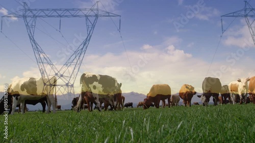 Soft camera panning and zooming, herd of cattle grazing, feeding, tower shifting, revealing pasture