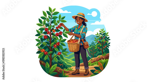 Woman farmer harvesting ripe red coffee cherries from plant.