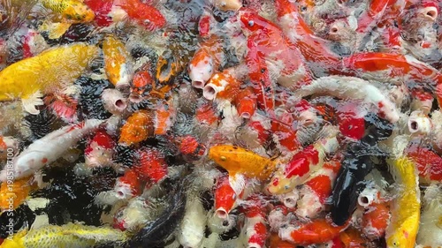 carp fish pond background, colorful background, Fancy carp
