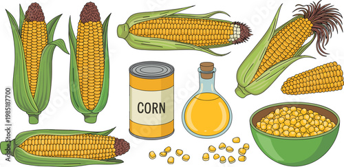 Fresh Sweet Corn Vector Illustration Set Featuring Yellow Cobs Kernels Canned Maize And Vegetable Oil For Healthy Food Cooking Graphic Design