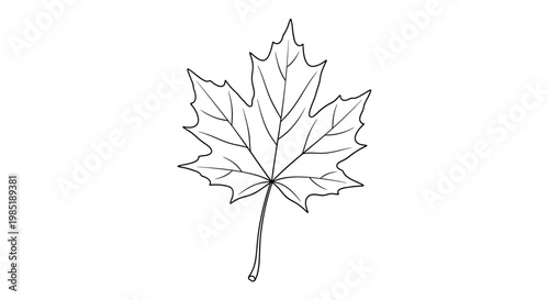 Hand-drawn Maple Leaf Outline Illustration - Simple Nature Icon