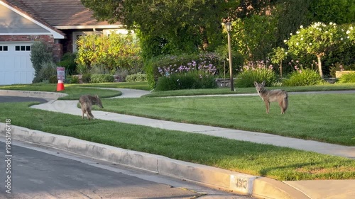 A couple of wild coyotes at a front yard in a residential area in Los Angeles, Southern California