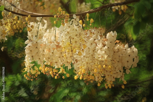 White Rainbow Shower Tree (Cassia Nealiae) is a paler flower variety of a paler flower variety of Cassia Fistula (Golden shower tree)