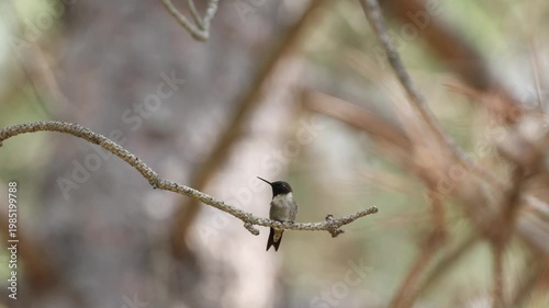 hummingbird sitting on branch poops and flaps wings