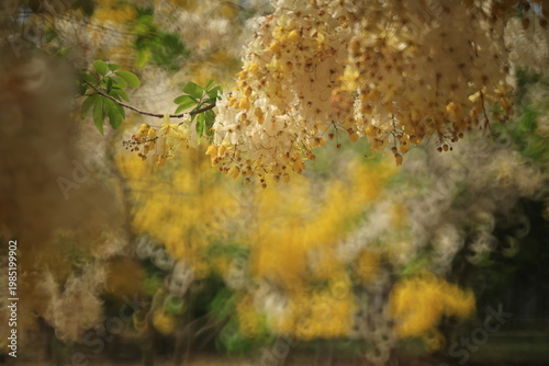 White Rainbow Shower Tree (Cassia Nealiae) is a paler flower variety of a paler flower variety of Cassia Fistula (Golden shower tree)