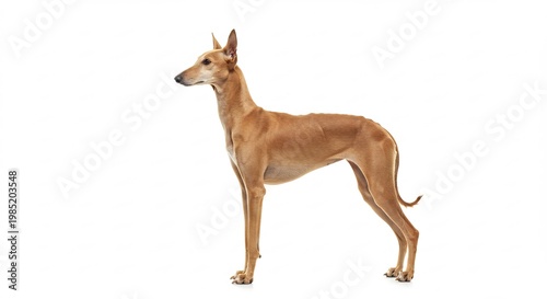 Sleek sighthound dog profile captured with a clean minimalist aesthetic against a vivid white backdrop. AI Generated