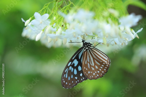 Blue Glassy Tiger butterfly ( Ideopsis Vulgaris) 
is sucking nectar from Water Jasmine flower.
Male and female butterflies look similar. Butterfly is brown/black with many muted-blue markings.