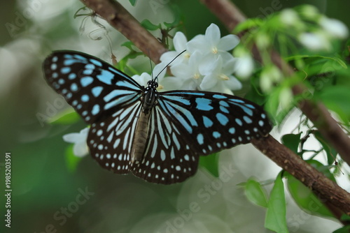 Blue Glassy Tiger butterfly ( Ideopsis Vulgaris) 
is sucking nectar from Water Jasmine flower.
Male and female butterflies look similar. Butterfly is brown/black with many muted-blue markings.