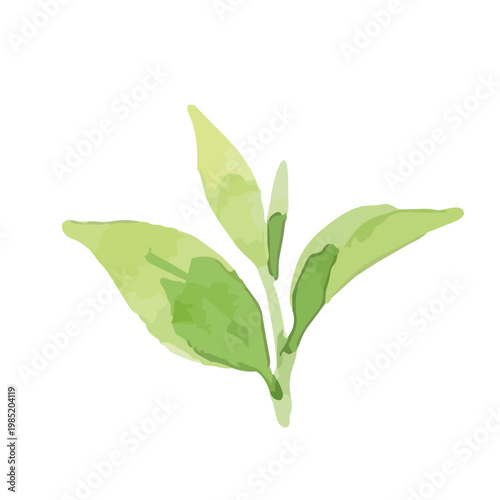 Watercolor-style fresh green tea leaves illustration, organic herbal tea loose leaves ／ 水彩茶葉