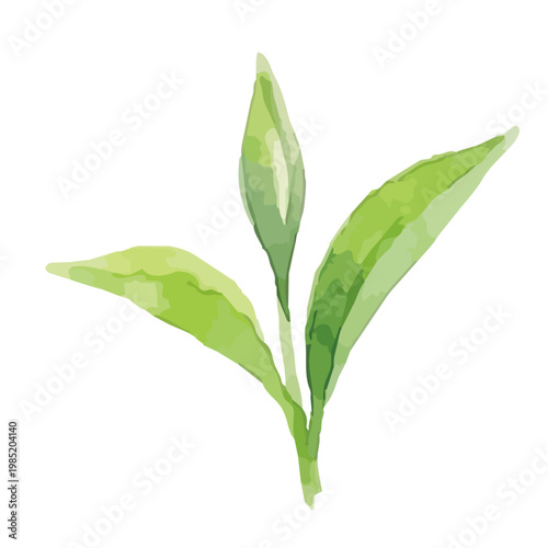 Watercolor-style fresh green tea leaves illustration, organic herbal tea loose leaves ／ 水彩茶葉