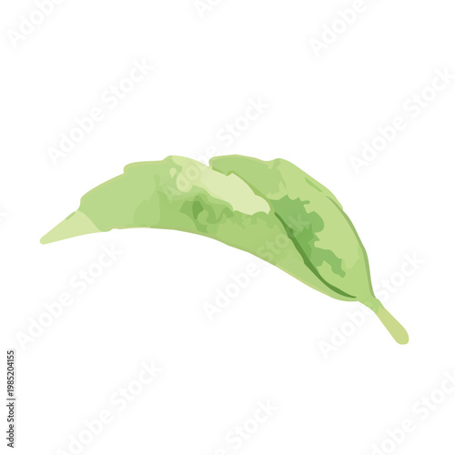 Watercolor-style fresh green tea leaves illustration, organic herbal tea loose leaves ／ 水彩茶葉