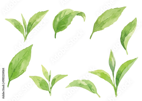 Watercolor-style fresh green tea leaves illustration, organic herbal tea loose leaves ／ 水彩茶葉