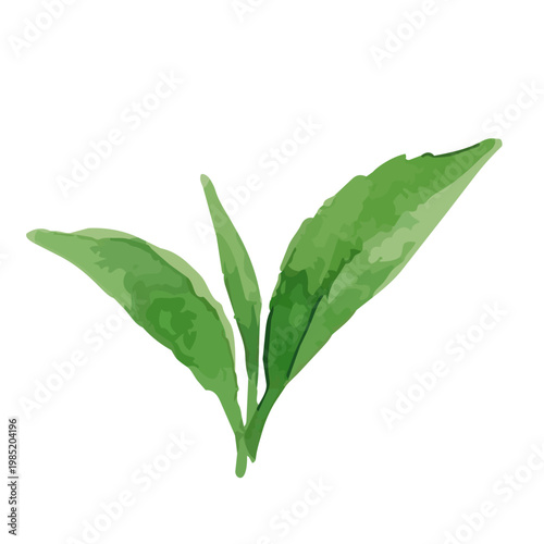 Watercolor-style fresh green tea leaves illustration, organic herbal tea loose leaves ／ 水彩茶葉