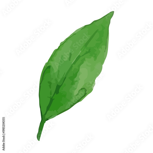 Watercolor-style fresh green tea leaves illustration, organic herbal tea loose leaves ／ 水彩茶葉