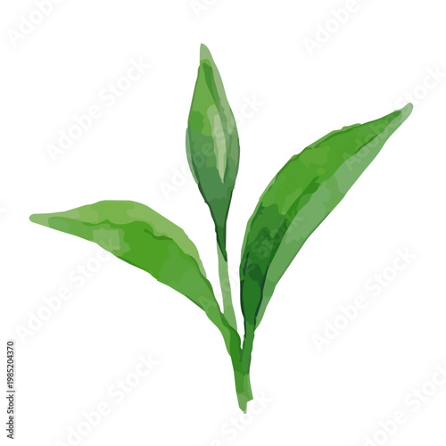 Watercolor-style fresh green tea leaves illustration, organic herbal tea loose leaves ／ 水彩茶葉