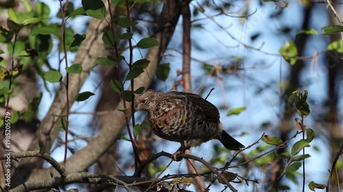 Partridge walking in tree eating buds (Slow-Mo)