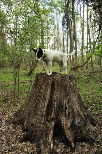 Black and white terrier standing on large tree stump