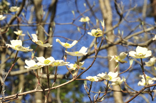 Dogwood flowers on a branch stretching towards the sun