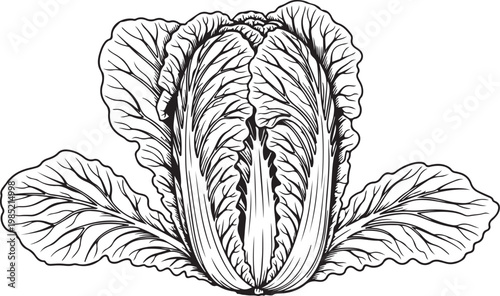 Napa cabbage chinese cabbage leaf black white graphic vector illustration set transparent background