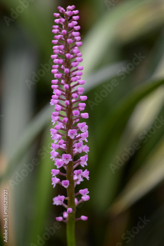 アーポフィラム・ギガンチューム