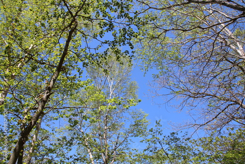 深緑の小沼（赤城）の風景。