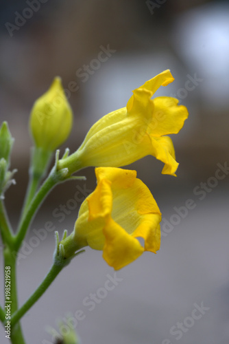 パキポディウム・ホロンベンセ