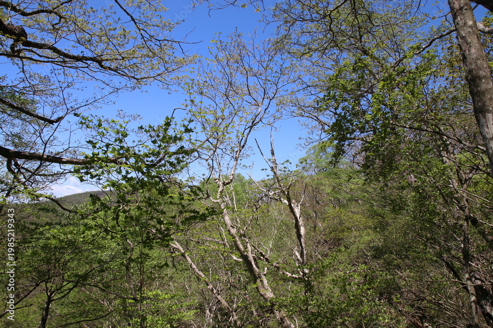 Fototapeta premium 深緑の小沼（赤城）の風景。