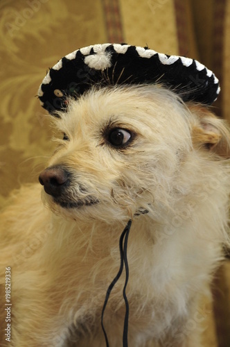 Small dog in sombrero