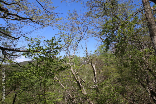 深緑の小沼（赤城）の風景。