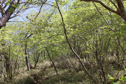 深緑の小沼（赤城）の風景。