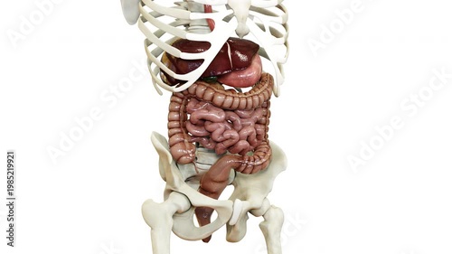 Human Digestive System Anatomy Animation Concept