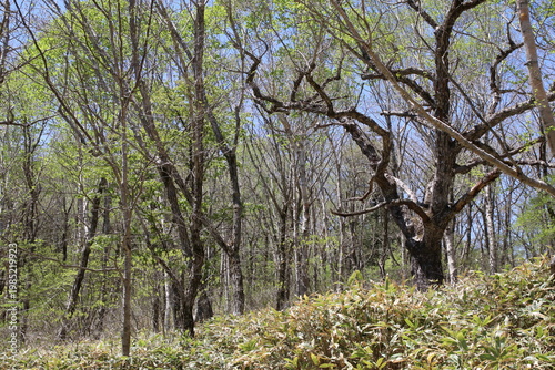 深緑の小沼（赤城）の風景。