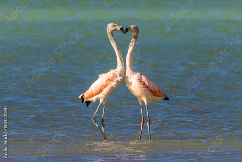 Chilean flamingos in the heart formation at Torres del Paine National Park, Chile