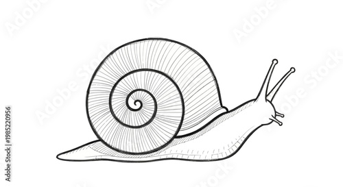 Detailed sketch of a snail with a spiral shell, moving forward on a white background.