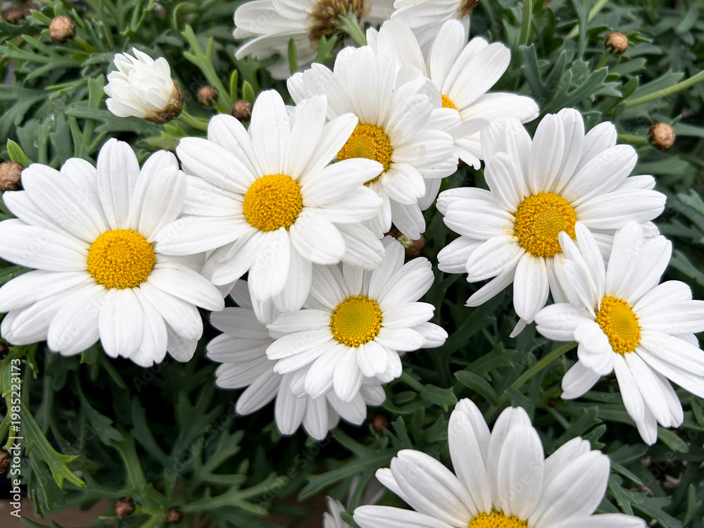 Fototapeta premium Marguerite bush, Paris daisy or marguerite daisy