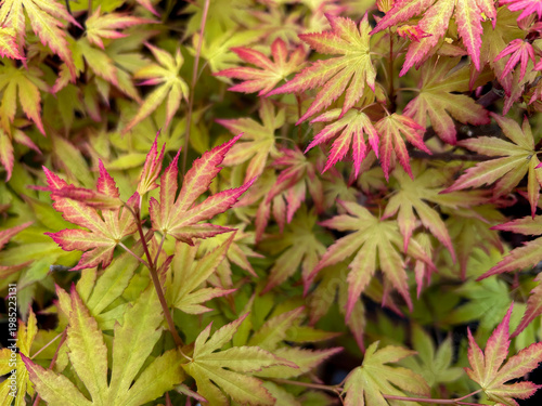 Acer Japanese Maple or Acer palmatum Orange Dream