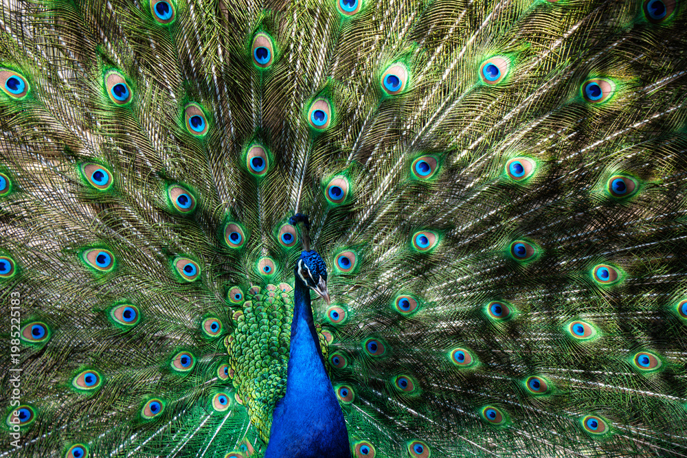 Fototapeta premium Peacock with fully spread symmetrical feathers vibrant natural pattern