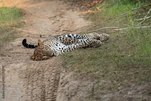 Leopard %28Panthera pardus%29 resting on the ground 